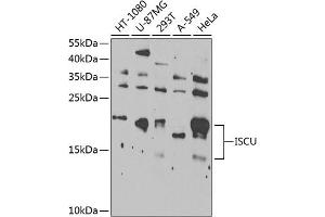 Western blot analysis of extracts of various cell lines, using ISCU Antibody  at 1:1000 dilution. (ISCU Antikörper  (AA 1-167))