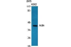 Western Blot (WB) analysis of specific cells using Actin Polyclonal Antibody. (Actin Antikörper  (C-Term))