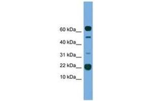 Image no. 1 for anti-Transmembrane Protein 107 (TMEM107) (AA 21-70) antibody (ABIN6745572) (TMEM107 Antikörper  (AA 21-70))