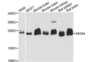Western blot analysis of extracts of various cell lines, using MOB4 antibody.