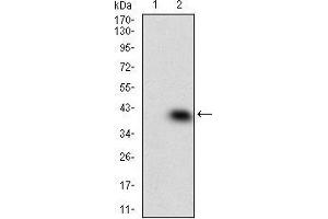 Western blot analysis using MAPK14 mAb against HEK293 (1) and MAPK14 (AA: 299-360)-hIgGFc transfected HEK293 (2) cell lysate. (MAPK14 Antikörper  (AA 299-360))