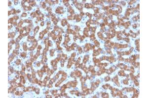 Formalin-fixed, paraffin-embedded human Liver stained with Prohibitin Mouse Monoclonal Antibody (PHB/3227). (Prohibitin Antikörper  (AA 167-261))
