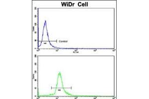 Flow cytometric analysis of WiDr cells using DDX53 Antibody (bottom histogram) compared to a negative control cell (top histogram). (DDX53 Antikörper  (C-Term))