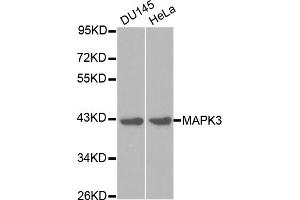 Western blot analysis of extracts of various cell lines, using MAPK3 antibody. (ERK1 Antikörper)