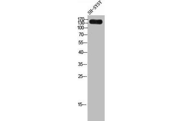 LAMC3 Antikörper  (C-Term)