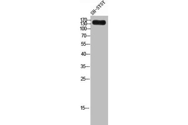 LAMC3 antibody  (C-Term)