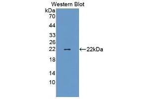 Western Blotting (WB) image for anti-Tafazzin (TAZ) (AA 46-240) antibody (ABIN1860684)