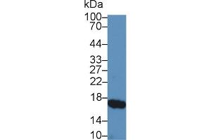 Western Blot; Sample: Porcine Small intestine lysate; Primary Ab: 5µg/ml Rabbit Anti-Porcine RBP2 Antibody Second Ab: 0. (RBP2 Antikörper  (AA 1-134))