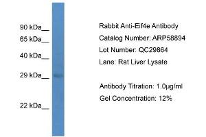 Western Blotting (WB) image for anti-Eukaryotic Translation Initiation Factor 4E (EIF4E) (C-Term) antibody (ABIN2787867)