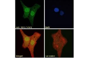 ABIN334504 Immunofluorescence analysis of paraformaldehyde fixed U2OS cells, permeabilized with 0. (HNF1A Antikörper  (Internal Region))