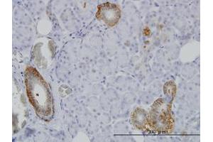Image no. 1 for anti-XYD Domain Containing Ion Transport Regulator 2 (FXYD2) (AA 1-65) antibody (ABIN598549) (FXYD2 Antikörper  (AA 1-65))