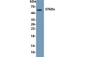 Rabbit Detection antibody from the kit in WB with Positive Control: Human urine. (ANGPTL2 ELISA Kit)