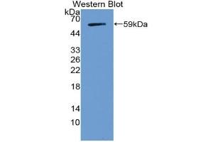 Detection of Recombinant NOTCH3, Human using Polyclonal Antibody to Notch Homolog 3 (NOTCH3) (NOTCH3 Antikörper  (AA 2053-2318))