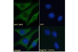 ABIN768568 Immunofluorescence analysis of paraformaldehyde fixed NIH3T3 cells, permeabilized with 0. (SIRT3 Antikörper  (Internal Region))