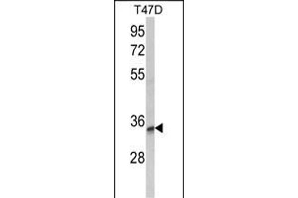TSPAN12 antibody  (C-Term)