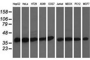 Western blot analysis of extracts (35 µg) from 9 different cell lines by using anti-DNAJA2 monoclonal antibody. (DNAJA2 Antikörper)