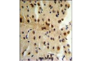 CLIP1 Antibody (N-term) (ABIN652897 and ABIN2842579) IHC analysis in formalin fixed and paraffin embedded mouse brain tissue followed by peroxidase conjugation of the secondary antibody and DAB staining. (CLIP1 Antikörper  (N-Term))