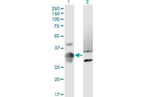 Western Blot analysis of MPPED2 expression in transfected 293T cell line by MPPED2 monoclonal antibody (M08), clone 4H5. (MPPED2 Antikörper  (AA 1-294))