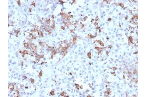 Formalin-fixed, paraffin-embedded human Pituitary stained with Prolactin Mouse Monoclonal Antibody (PRL/2642). (Prolactin Antikörper  (AA 63-201))