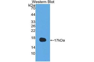 Western Blotting (WB) image for anti-Interleukin 13 (IL13) (AA 25-146) antibody (ABIN3209521) (IL-13 Antikörper  (AA 25-146))