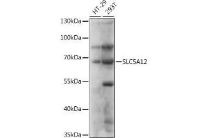 Western blot analysis of extracts of various cell lines, using SLC5 antibody (ABIN7270468) at 1:1000 dilution. (SLC5A12 Antikörper  (AA 200-280))