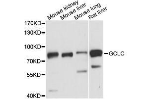 Western blot analysis of extracts of various cell lines, using GCLC antibody (ABIN6292116) at 1:3000 dilution. (GCLC Antikörper)