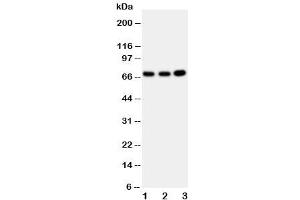 Western blot testing of GBP1 antibody and Lane 1:  U87 (GBP1 Antikörper  (AA 566-589))