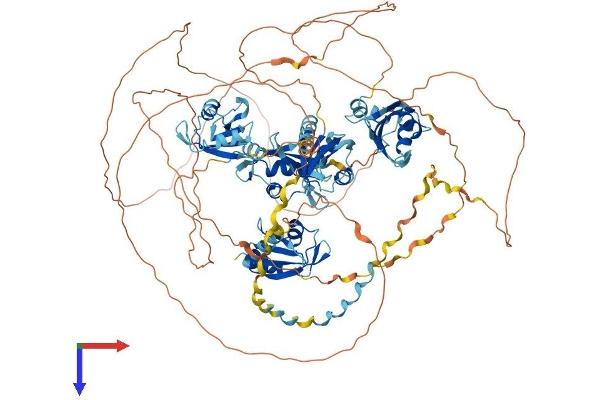 RBM12 Protein (AA 1-992) (His tag)