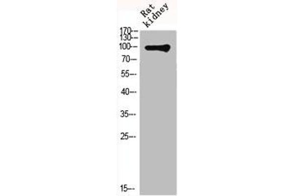 Metabotropic Glutamate Receptor 4 Antikörper  (C-Term)