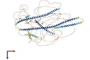 Angiomotin Protein (AMOT) (AA 1-1126) (His tag)