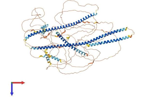 Angiomotin Protein (AMOT) (AA 1-1126) (His tag)