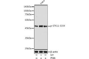Western blot analysis of extracts of HeLa cells, using Phospho-STK11-S334 antibody (ABIN6135322, ABIN6136260, ABIN6136261 and ABIN6225618) at 1:1000 dilution. (LKB1 Antikörper  (pSer334))