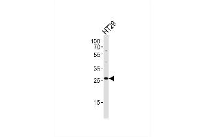Western blot analysis of lysate from HT29 cell line,using MRPL16 Antibody, was diluted at 1:1000. (MRPL16 Antikörper)