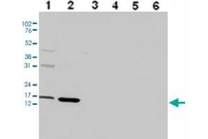 Western Blot analysis of (1) 25 ug whole cell extracts of Hela cells, (2) 15 ug histone extracts of Hela cells, (3) 1 ug of recombinant histone H2A, (4) 1 ug of recombinant histone H2B, (5) 1 ug of recombinant histone H3, (6) 1 ug of recombinant histone H4. (HIST1H3A Antikörper  (3meLys36))