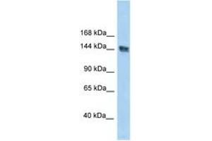 Image no. 1 for anti-UACA (UACA) (AA 1309-1358) antibody (ABIN6747684) (UACA Antikörper  (AA 1309-1358))