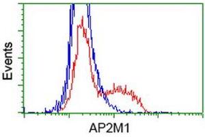 Image no. 2 for anti-Adaptor-Related Protein Complex 2, mu 1 Subunit (AP2M1) antibody (ABIN1496652) (AP2M1 Antikörper)