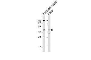 All lanes : Anti-ANGPTL4 Antibody (Center) at 1:1000 dilution Lane 1: human skeletal muscle lysate Lane 2: human liver lysate Lysates/proteins at 20 μg per lane. (ANGPTL4 Antikörper  (AA 138-167))