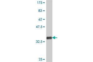 Western Blot detection against Immunogen (35. (NRF1 Antikörper  (AA 201-285))