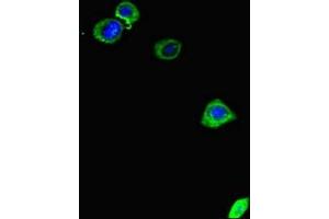 Immunofluorescent analysis of HepG2 cells using ABIN7150406 at dilution of 1:100 and Alexa Fluor 488-congugated AffiniPure Goat Anti-Rabbit IgG(H+L) (CCDC111 Antikörper  (AA 305-537))