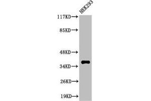 Western Blot analysis of 293 cells using Cleaved-MMP-23 (Y79) Polyclonal Antibody (MMP23A Antikörper  (Cleaved-Tyr79))