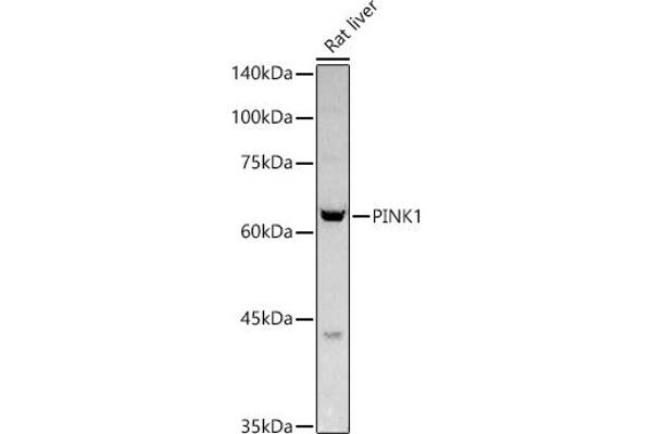 PINK1 Antikörper  (AA 282-581)