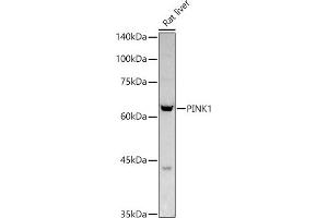 Western blot analysis of extracts of Rat liver, using PINK1 antibody (ABIN6128457, ABIN6145665, ABIN6145667 and ABIN6215214) at 1:1000 dilution. (PINK1 Antikörper  (AA 282-581))