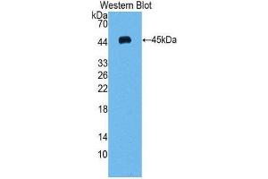 Western Blotting (WB) image for anti-Vascular Endothelial Growth Factor C (VEGFC) (AA 47-413) antibody (ABIN1078652)