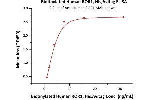Immobilized A ROR1 MAb at 2 μg/mL (100 μL/well) can bind Biotinylated Human / Cynomolgus / Rhesus macaque ROR1, His,Avitag (ABIN6386448,ABIN6388281) with a linear range of 0. (ROR1 Protein (AA 30-403) (His tag,AVI tag,Biotin))