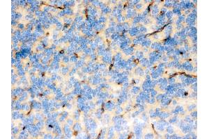 FCGRT was detected in paraffin-embedded sections of mouse brain tissues using rabbit anti- FCGRT Antigen Affinity purified polyclonal antibody at 1 μg/mL. (FcRn Antikörper  (AA 54-291))