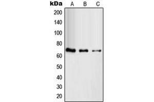 Western blot analysis of RAB11FIP4 expression in HuvEc (A), HeLa (B), HT29 (C) whole cell lysates. (RAB11FIP4 Antikörper  (Center))