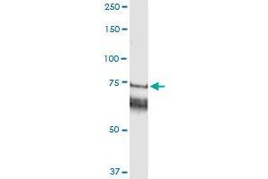 Immunoprecipitation of GARS transfected lysate using anti-GARS MaxPab rabbit polyclonal antibody and Protein A Magnetic Bead , and immunoblotted with GARS purified MaxPab mouse polyclonal antibody (B01P) . (GARS Antikörper  (AA 1-685))