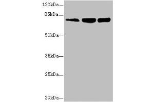 Western blot All lanes: GMPS antibody at 2. (GMP Synthase Antikörper  (AA 394-693))