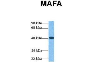 Host:  Rabbit  Target Name:  MAFA  Sample Tissue:  Human HCT116  Antibody Dilution:  1. (MAFA Antikörper  (N-Term))