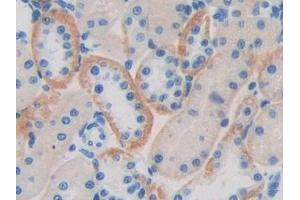 Detection of CD244 in Rat Kidney Tissue using Polyclonal Antibody to Cluster of Differentiation 244 (CD244) (2B4 Antikörper  (AA 20-221))